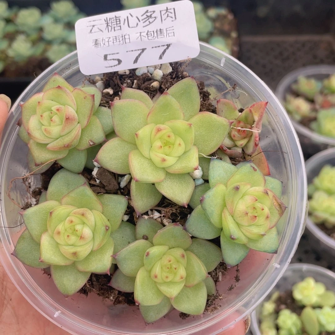 云糖心多肉植物577
