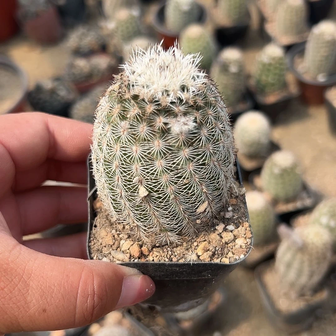 多肉植物折墨虾单头