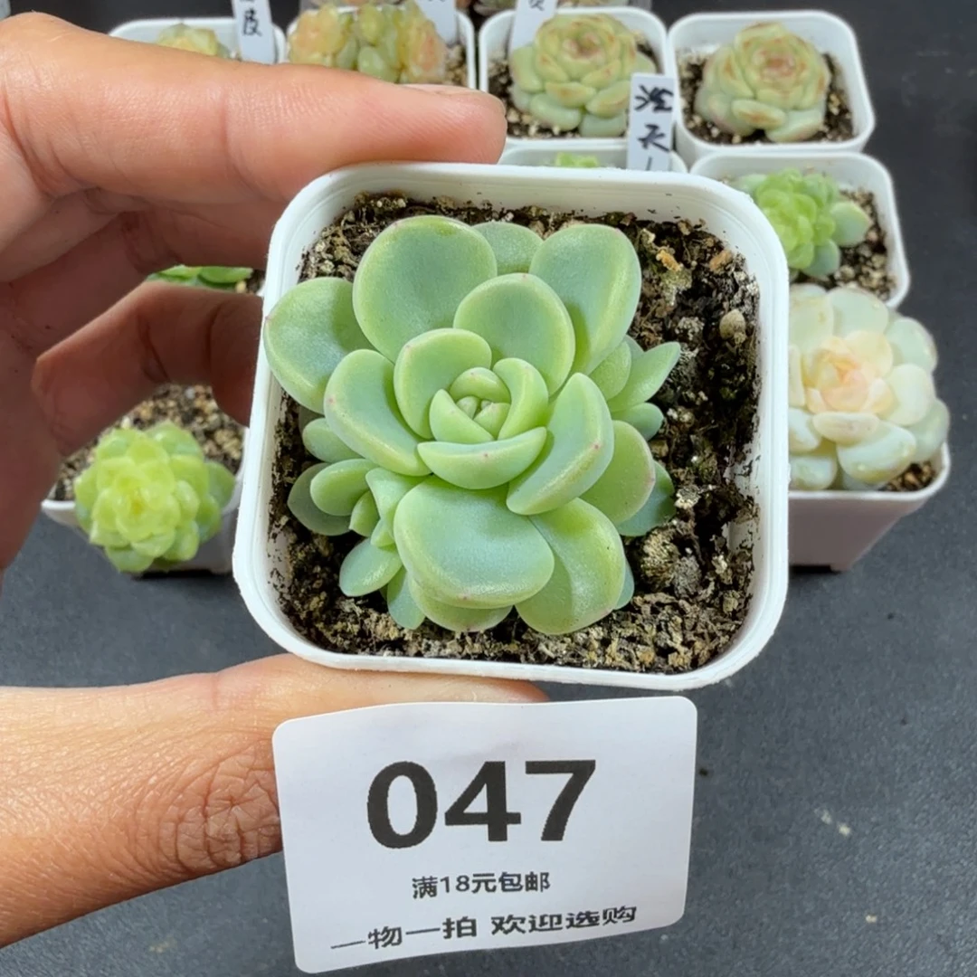 甜心2909帕帕拉恰三头047