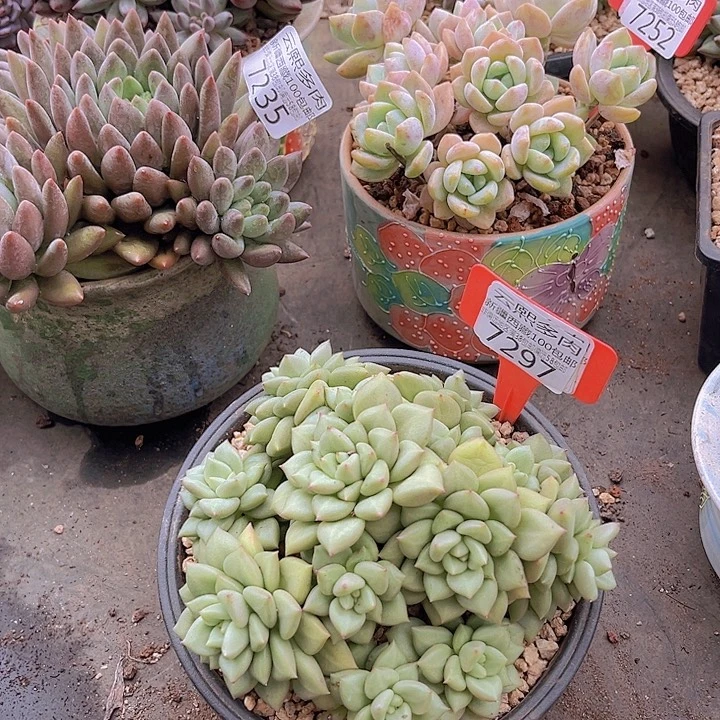 7297黄金象牙。