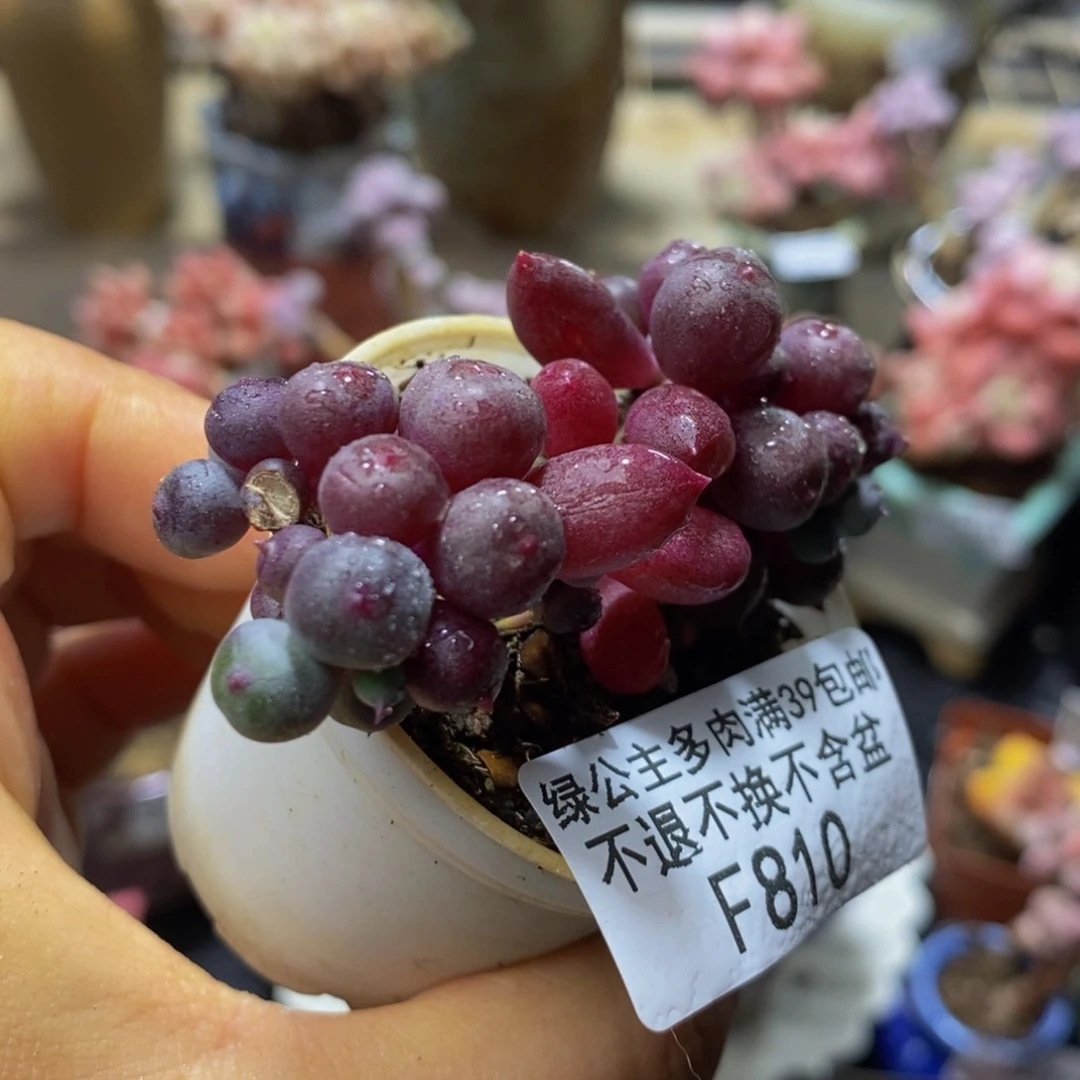 810 紫色泡泡5 厘米