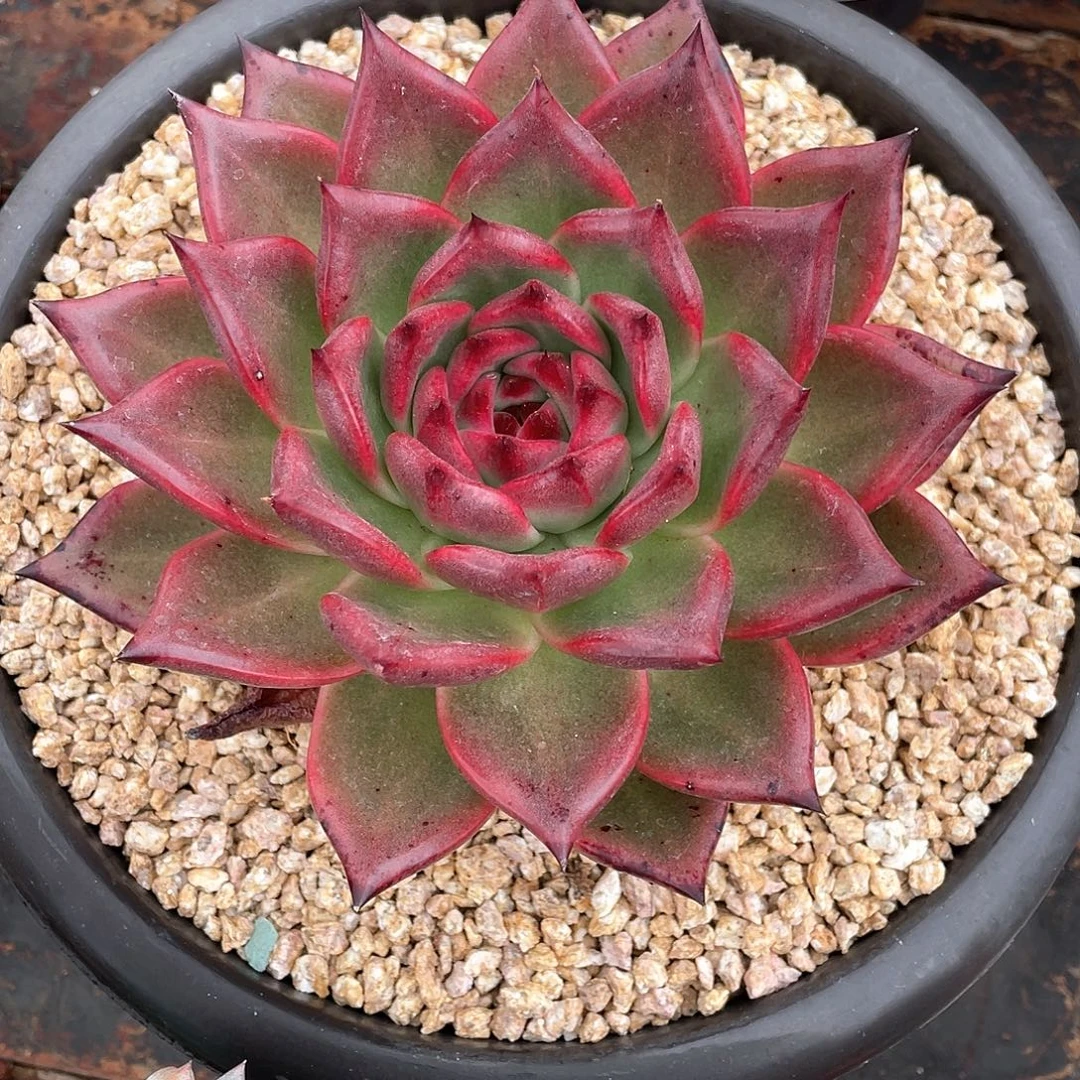 咖***语多肉植物一物一拍