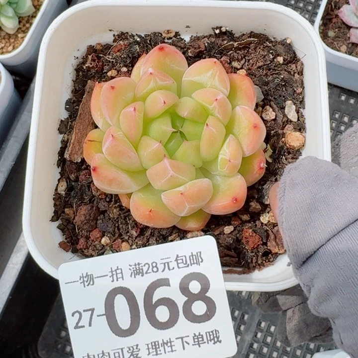 冰山珍妮无盆土无盆土发货无