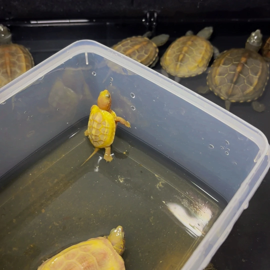 绿毛龟母极品江西黄化草龟