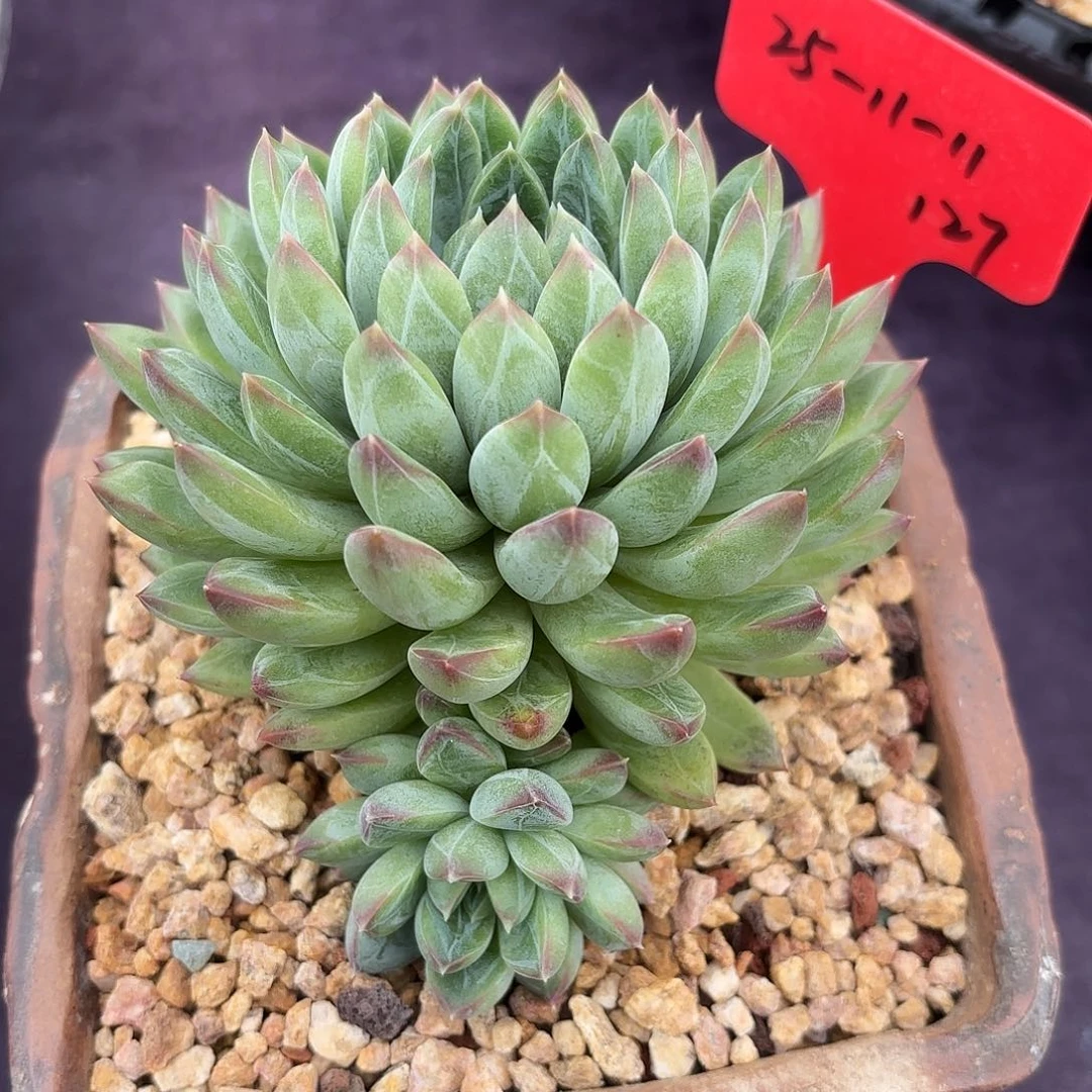 甲骨文美人脱土包邮