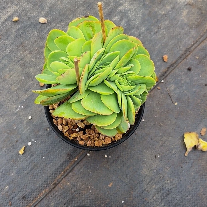 ****绪多肉植物碧桃缀化