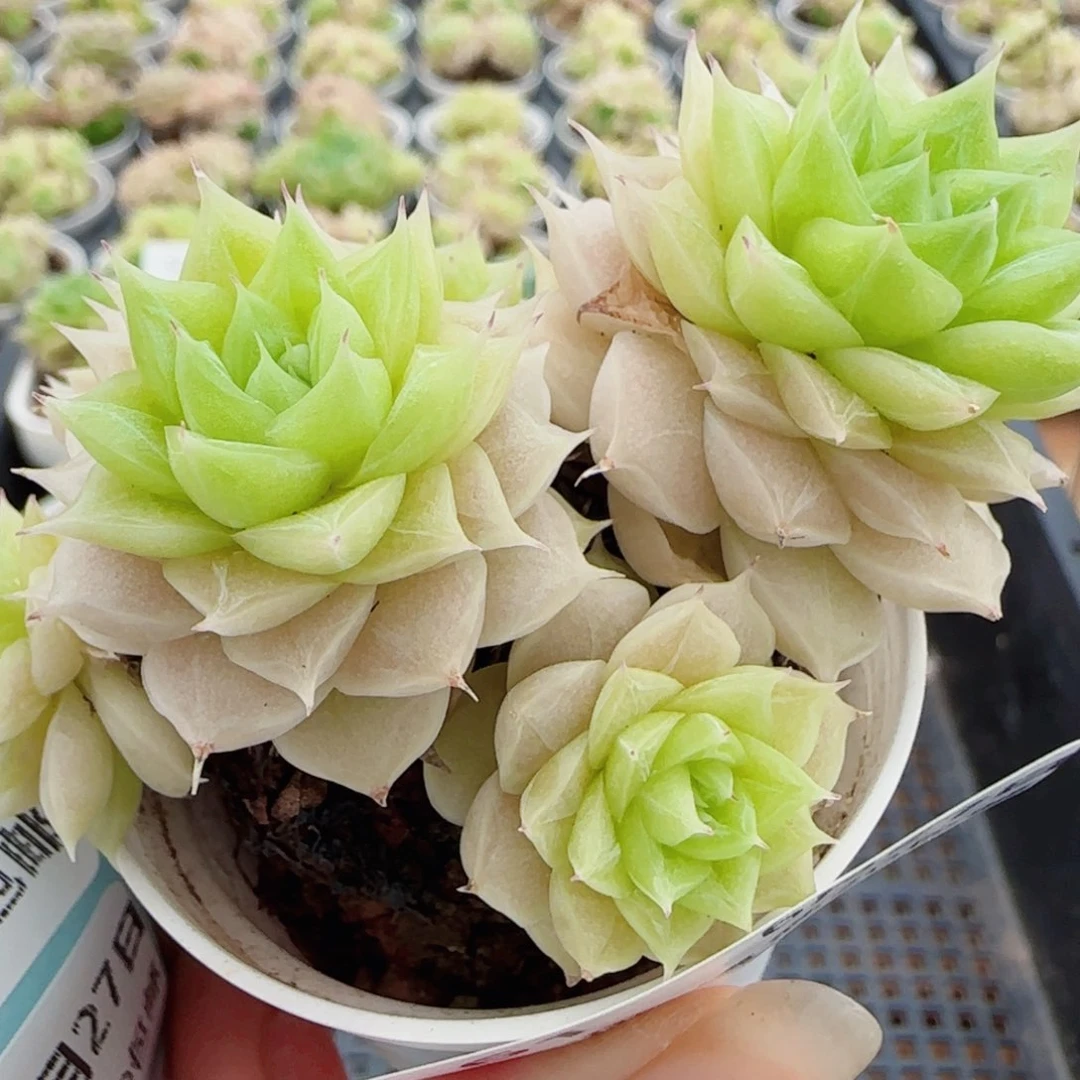 花语逸镜0627-61散麦秆