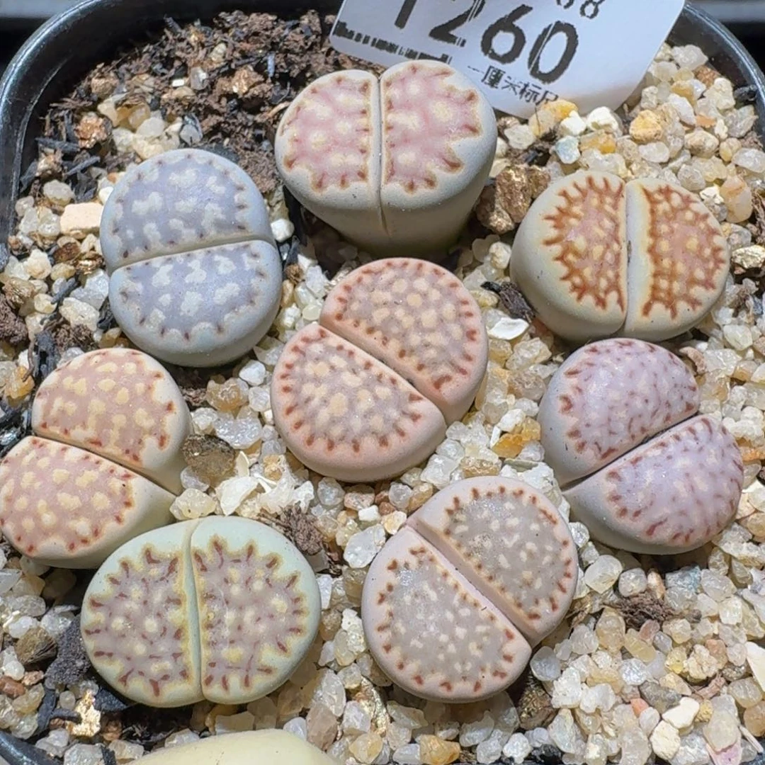 Zzzzz生石花肉锥1260