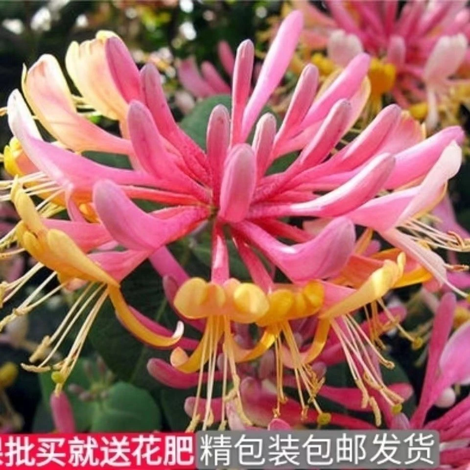 【花期280天！】四季多彩红金银花浓香可泡茶盆栽地栽耐热耐寒