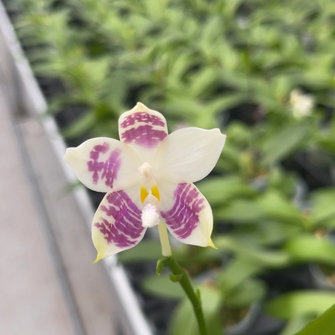 完全开放1358 2.8寸 JG2373 一物一拍