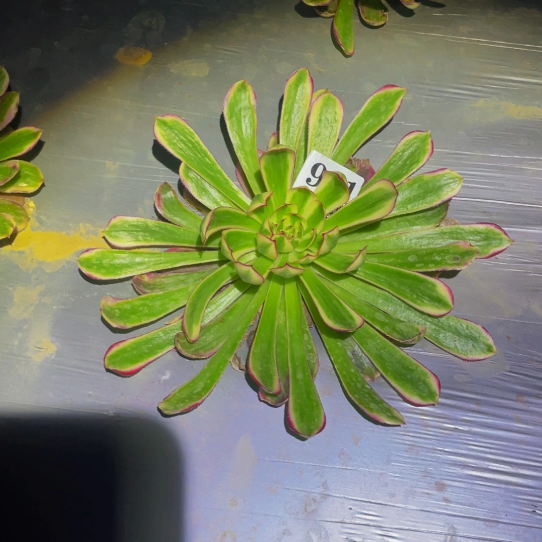 白月光多肉植物901