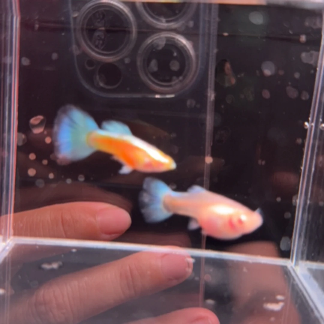 天空蓝孔雀鱼一对