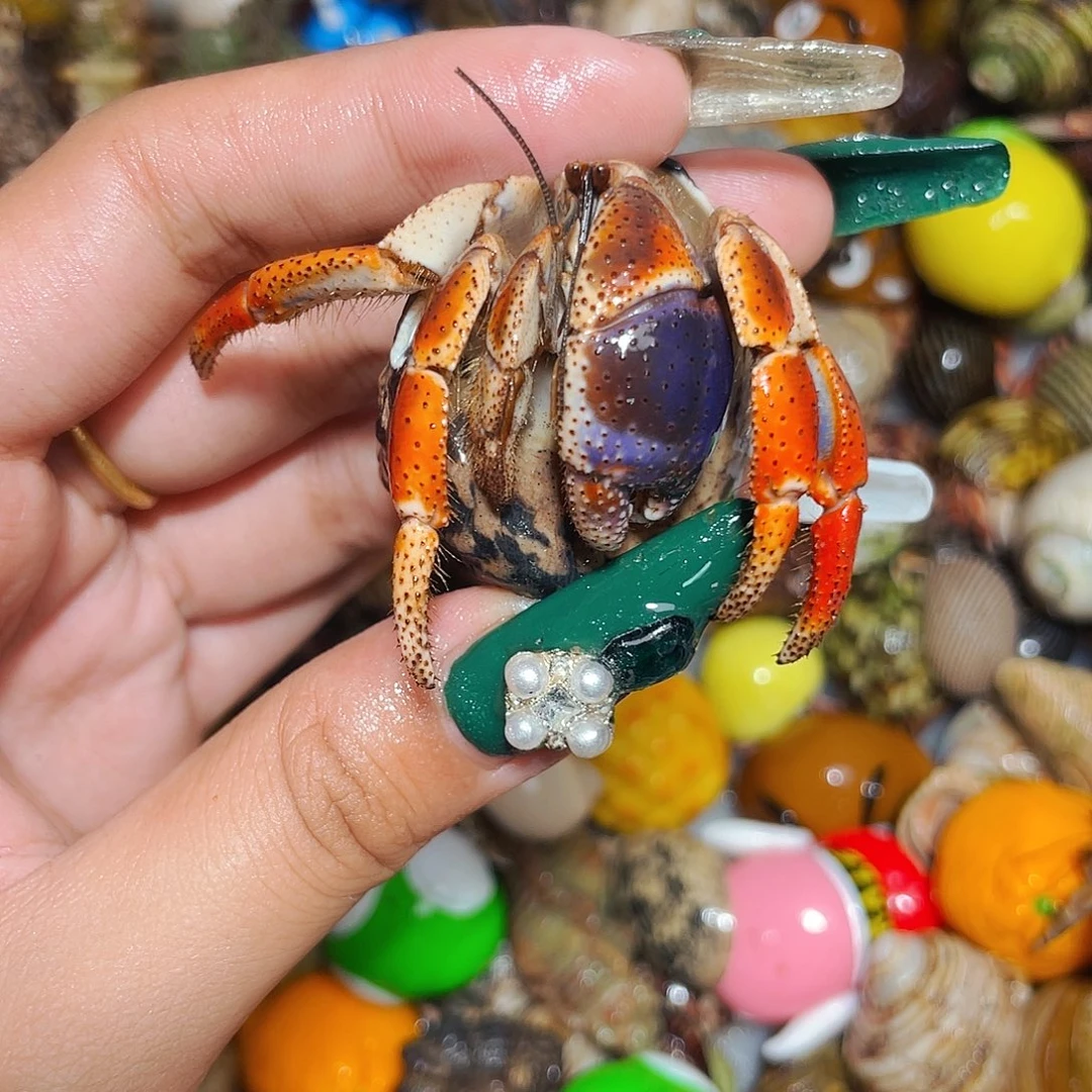 寄居蟹寄居蟹1917