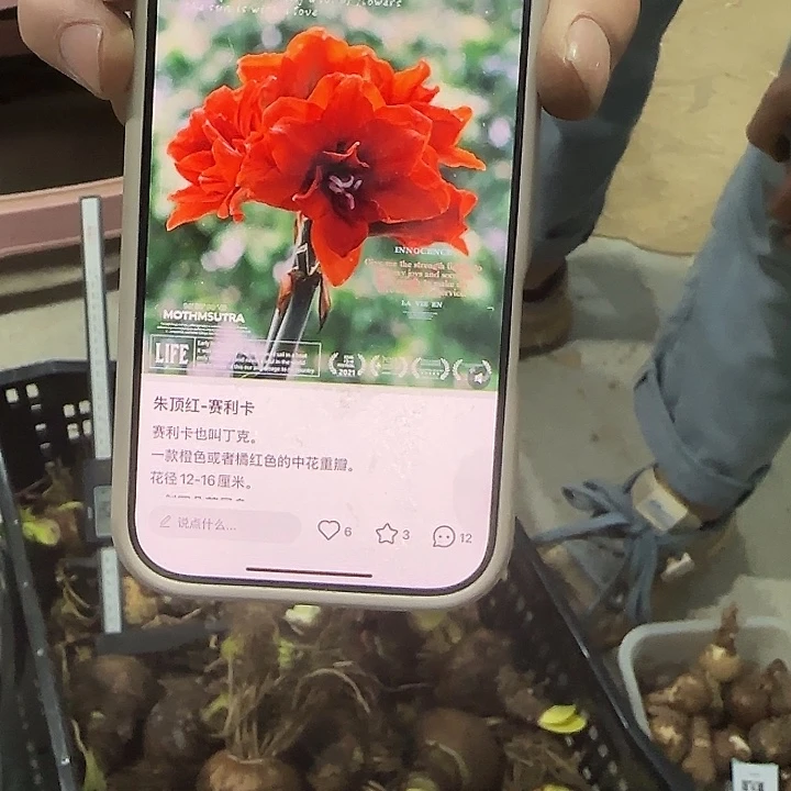 塞利卡7公分左右进口球