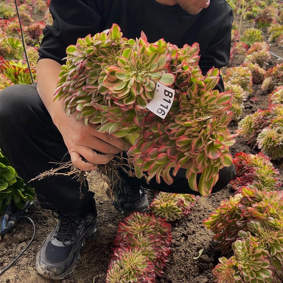 倾城16-7包邮法师