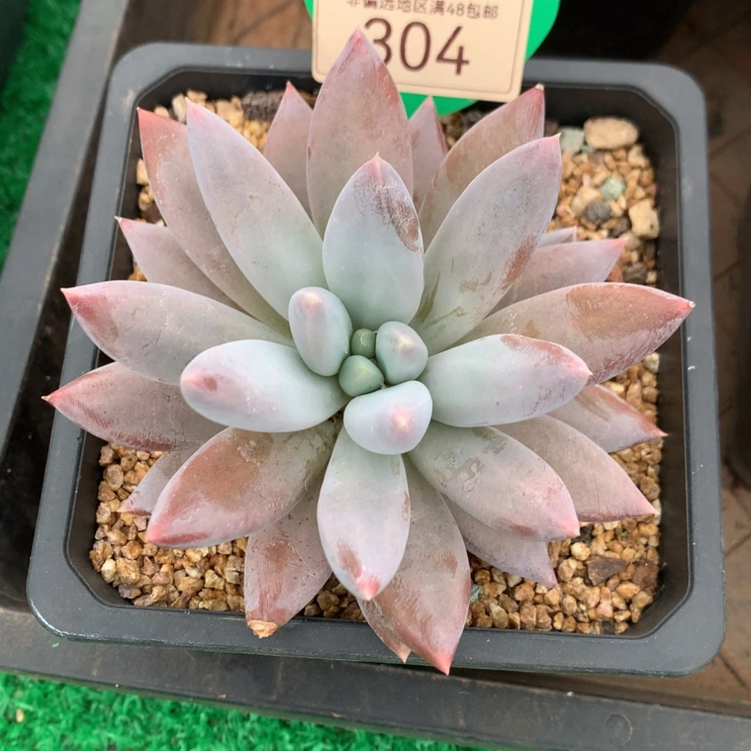 哥特萝莉单头胖体彩体304