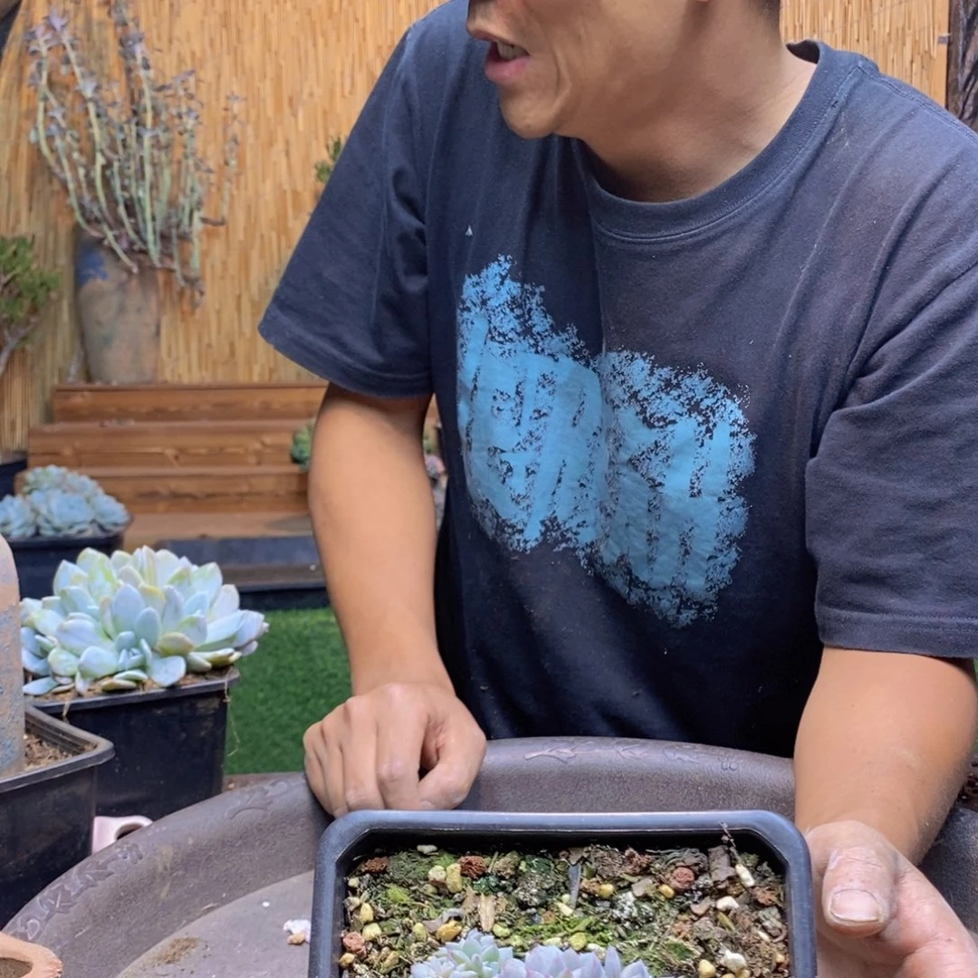 ****歌48号星星橙缀化多肉