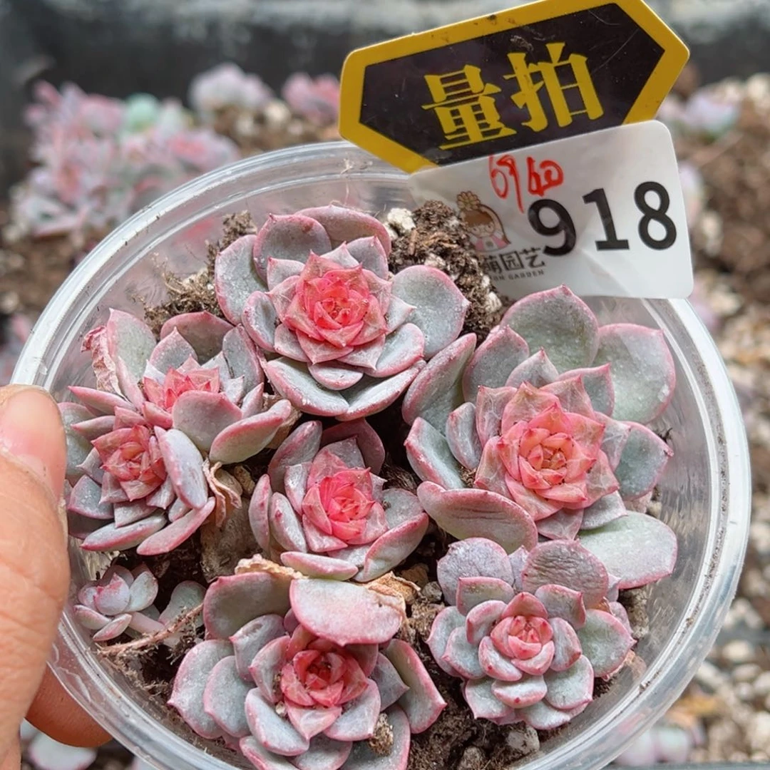 多肉植物多肉植物