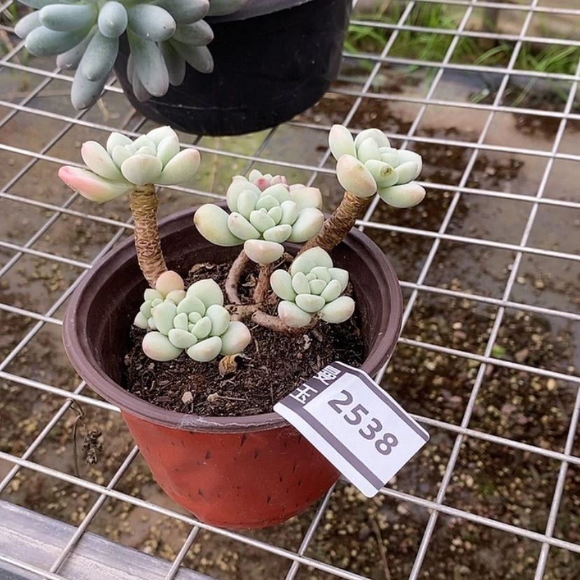 【闪购商品】泡泡糖2538