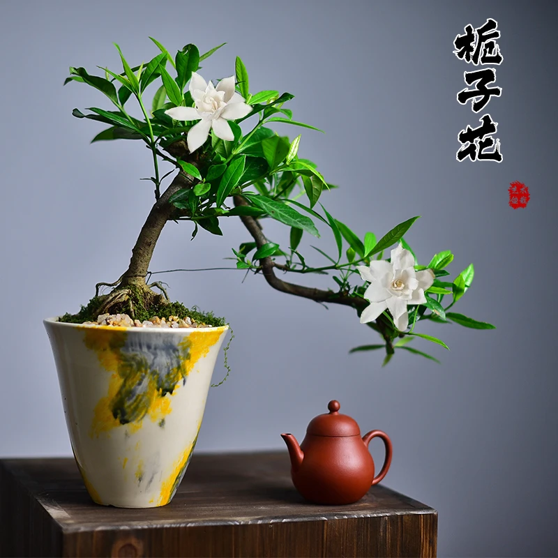 海岛栀子花老桩悬崖飘枝造型盆景盆栽花卉绿植室内客厅茶室好养