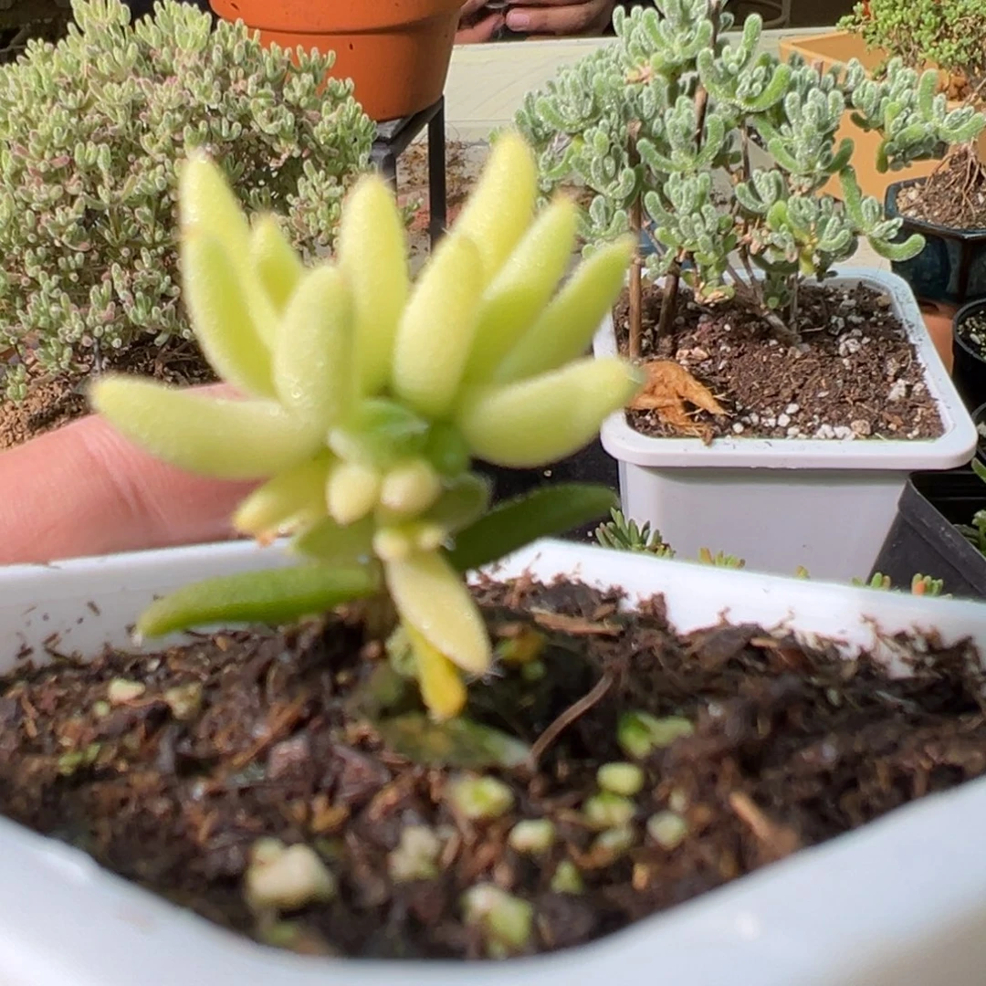 玉米锦10白方老桩