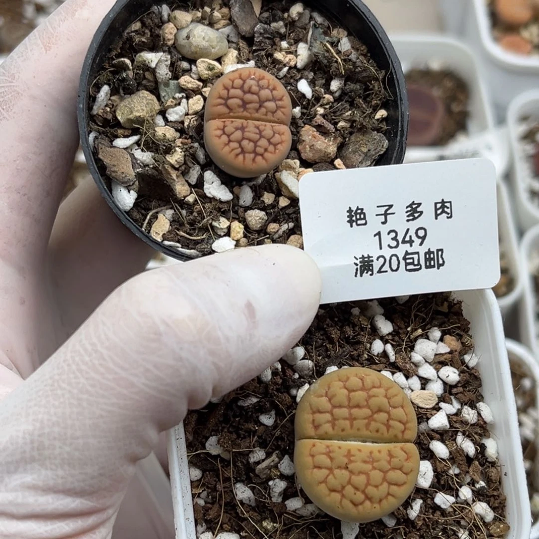1349号两颗黄绿富贵