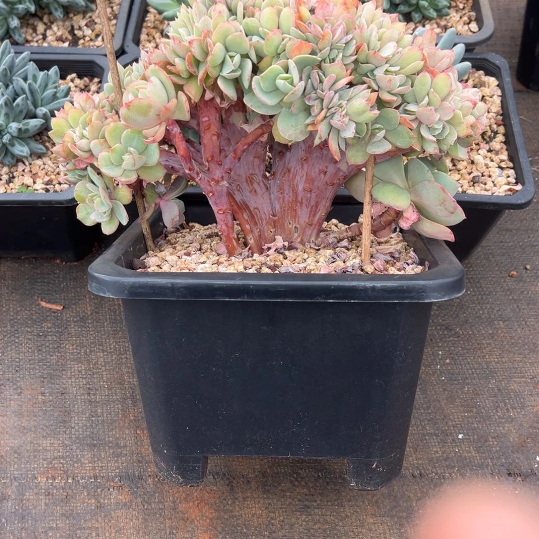 ※***※杂交缀化 久伴  寄养