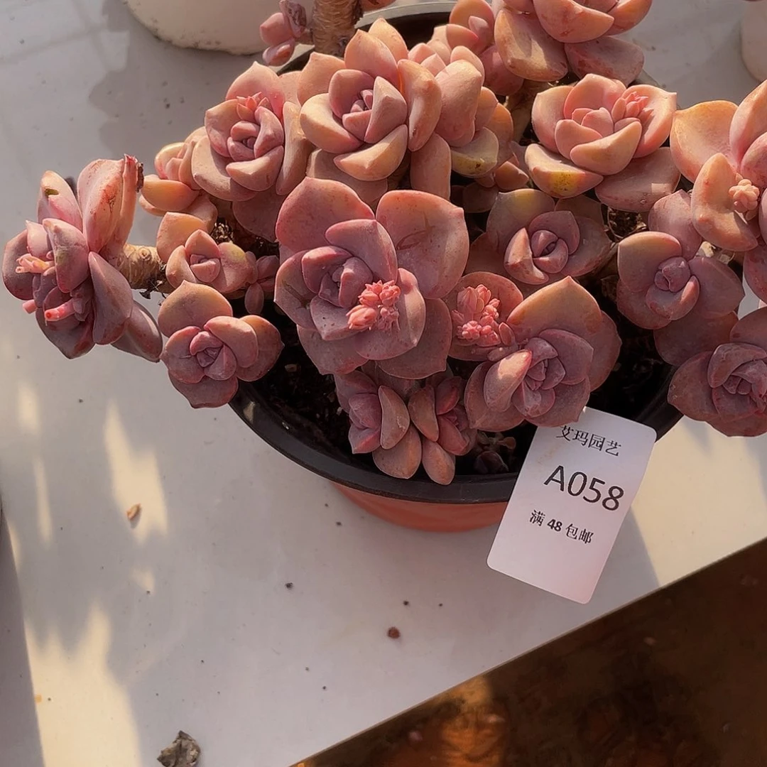 彩虹糖058 多肉多肉多肉