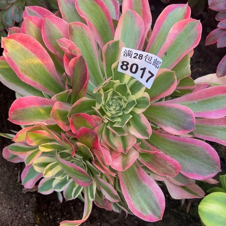 8017白凤多肉植物