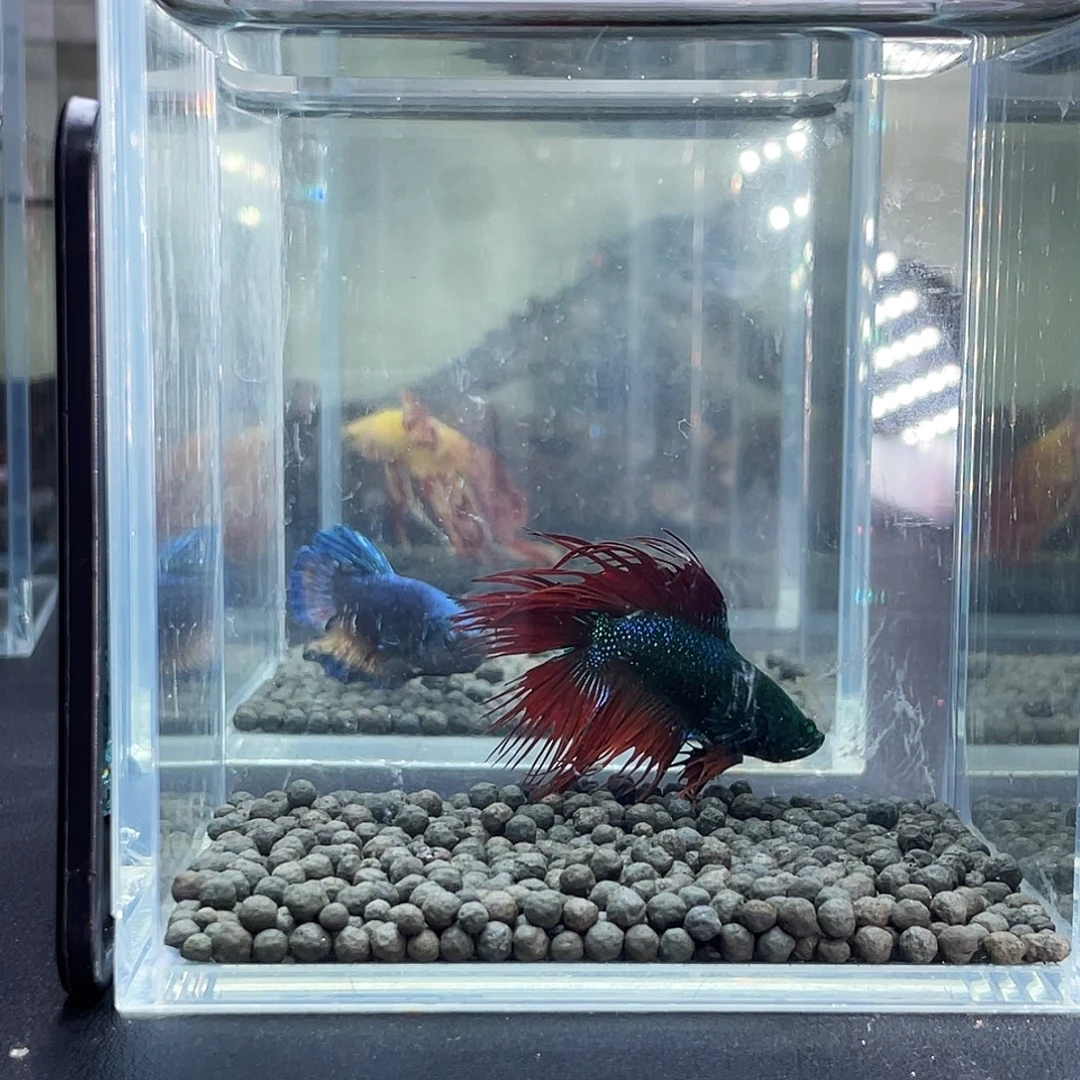 斗鱼25号915早绿魔双尾