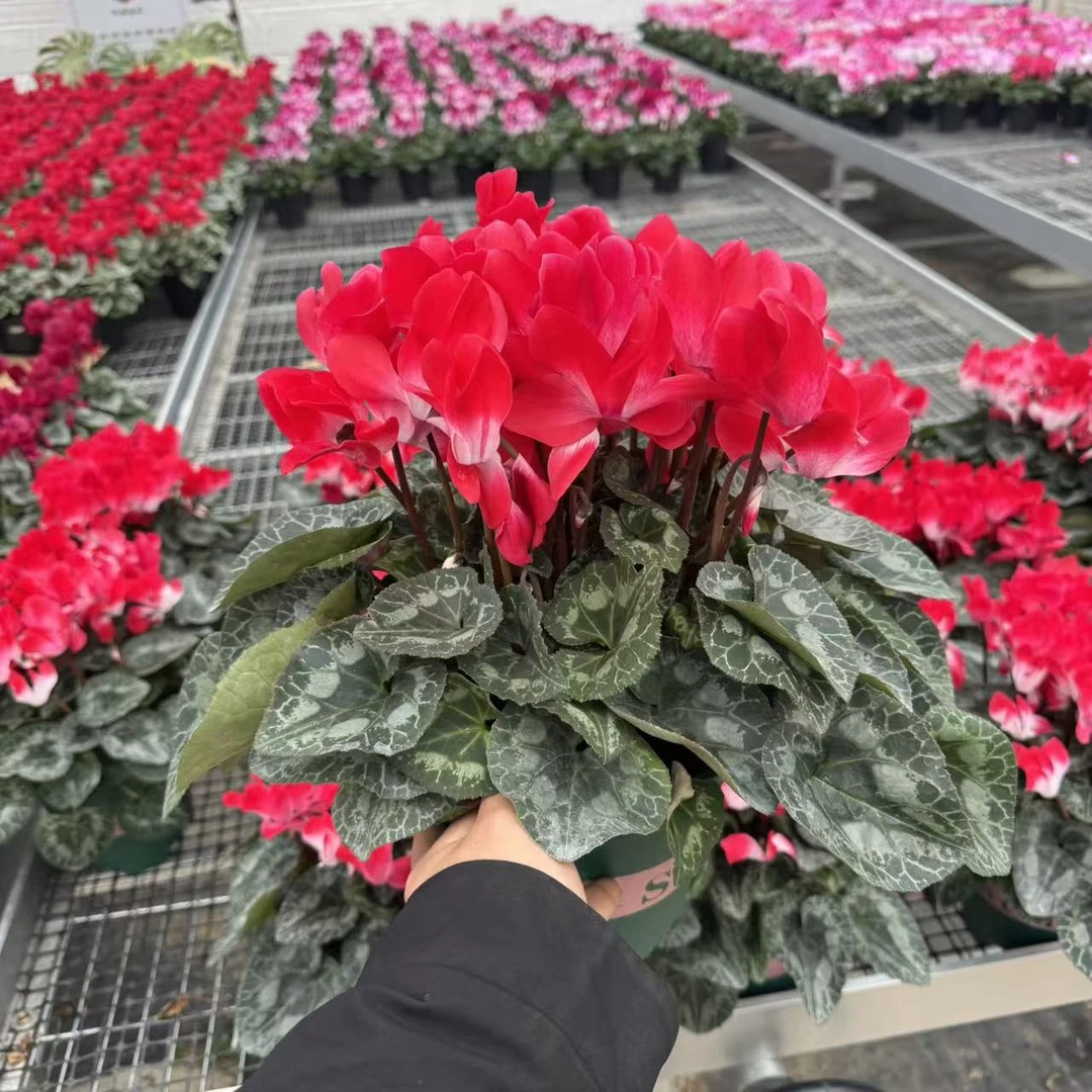 【胖胖】巨型（亮红色音迪卡）1.5加仑一代大花仙客来带花带花苞发货