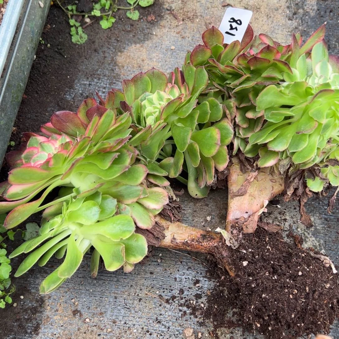 158荔枝缀多肉一组