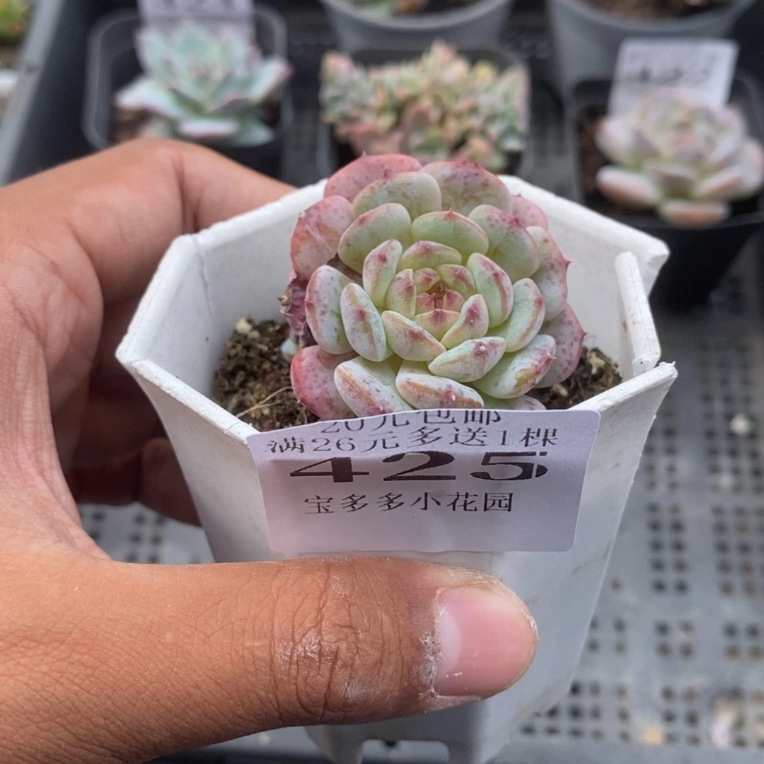 白胖子群一物一拍满20包邮满26送一颗精品多肉