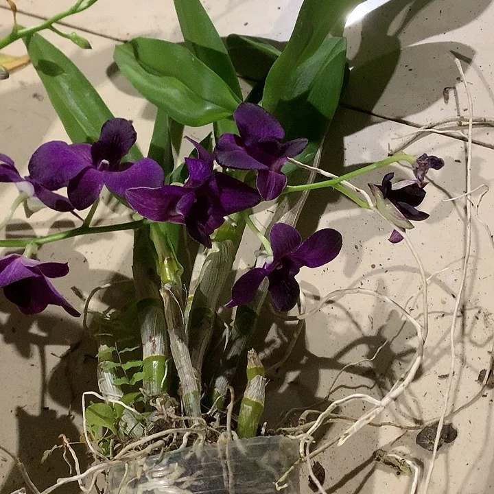 完全开放一代大紫眸大小4苗，花叶不包损