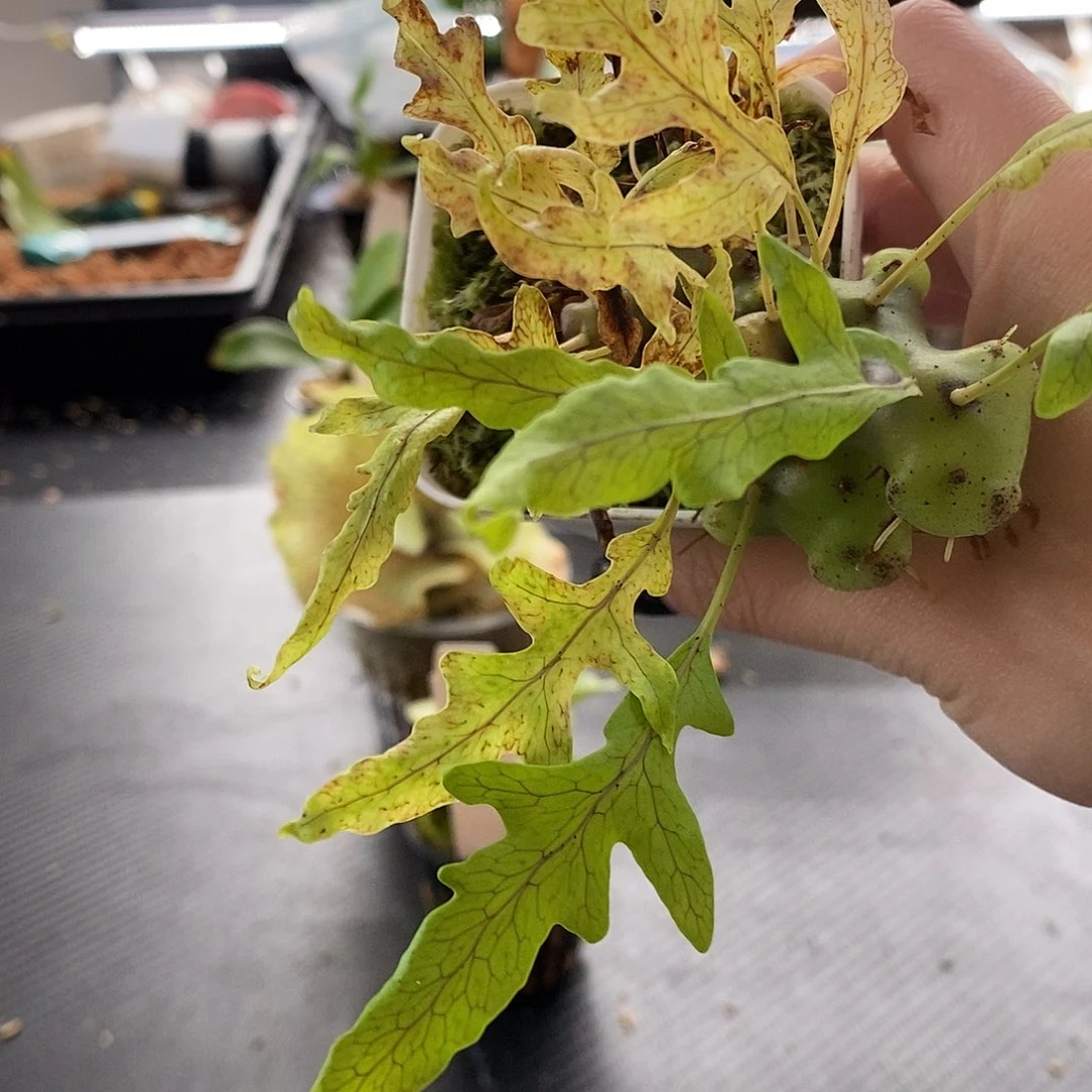无花朵无开花植物