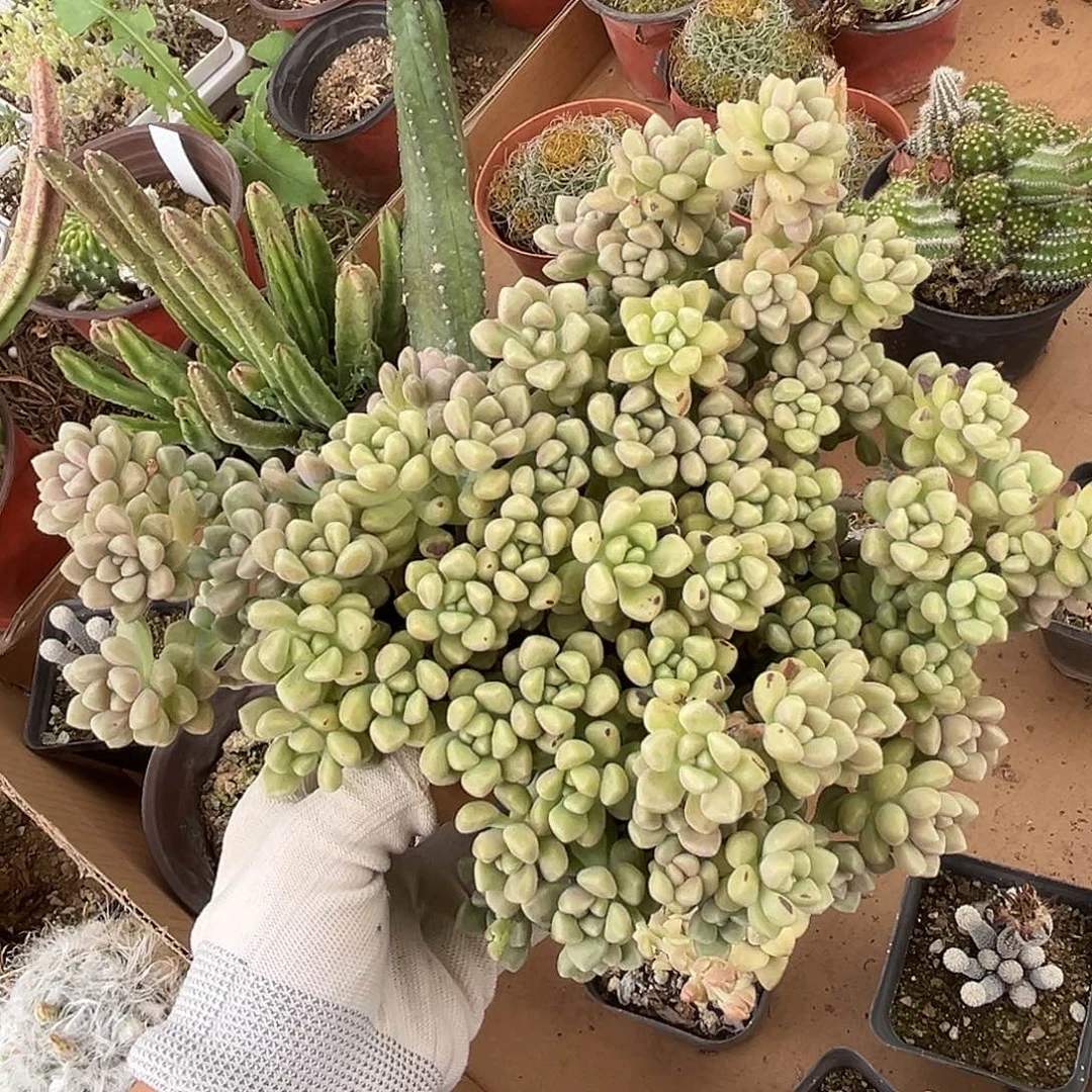 呃呃了呃呃呃呃呃呃呃呃呃呃呃呃