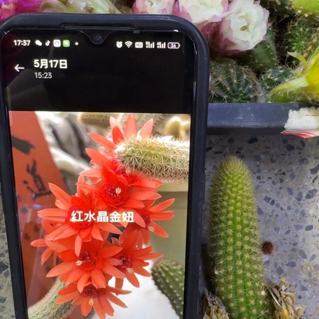 49金妞红水晶3个无根侧牙，20包邮