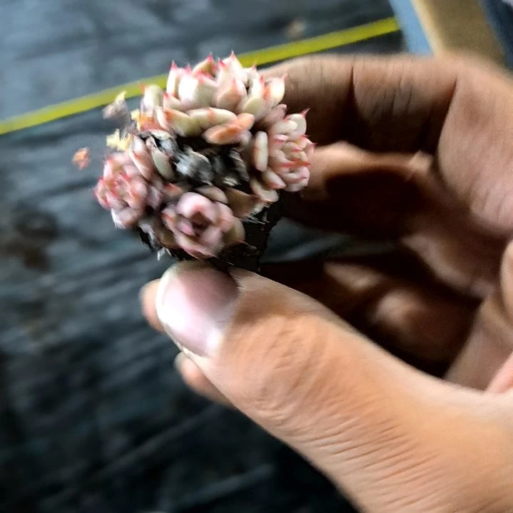 满9元包邮，笨吧群小苗，