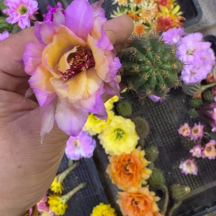 347丽花极光歪无根侧牙3公分左右，20包邮