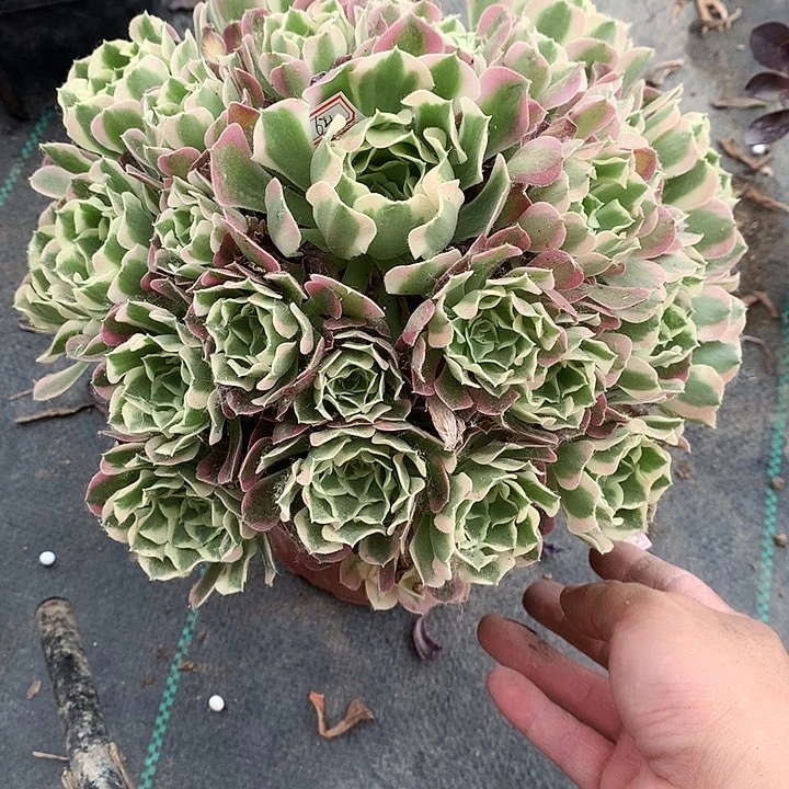 l****姐153白凤多肉植物