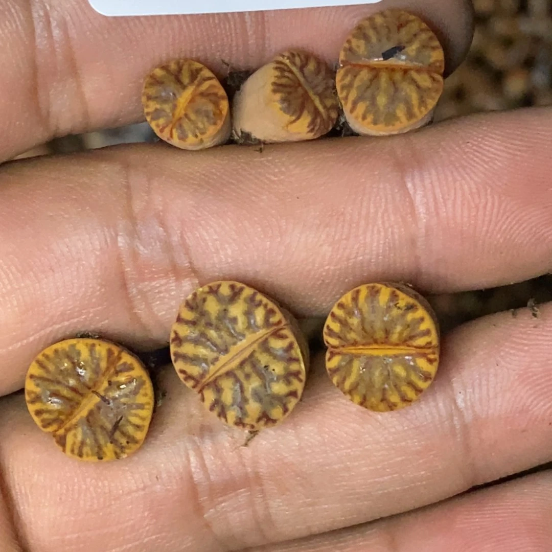 胖*5500。18包邮.当天凑哦。新疆西藏88包邮