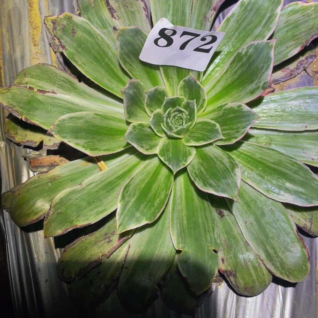 白帝城多肉植物多肉872