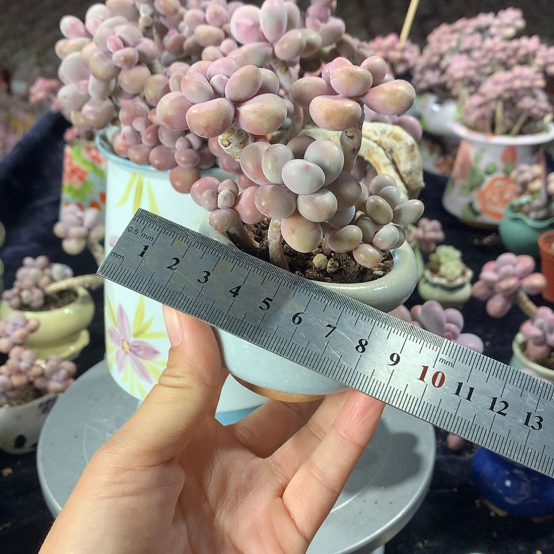 108号带盆偏远地区不包邮的