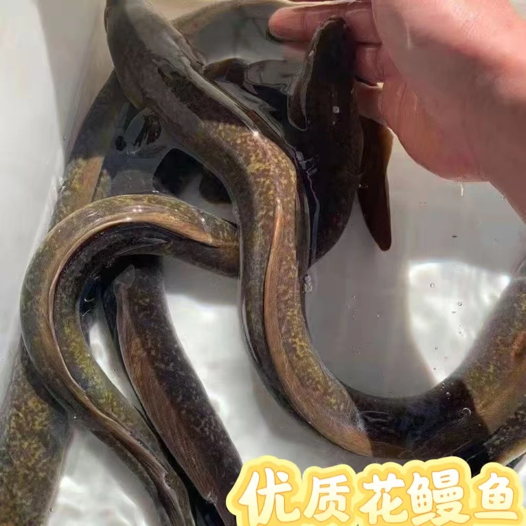 正宗花鳗鱼 金丝花鳗鱼 花锦鳗 花锦鳝 鲜活发货 宠物养殖鱼