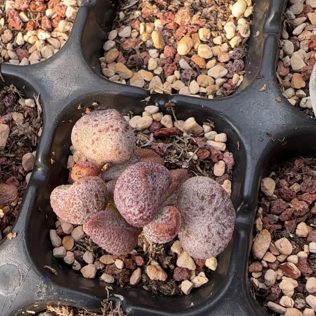 丸叶玛丽安水泡多肉