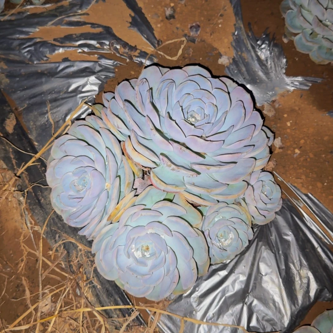 明***兰菲欧娜 一颗 不包损45号