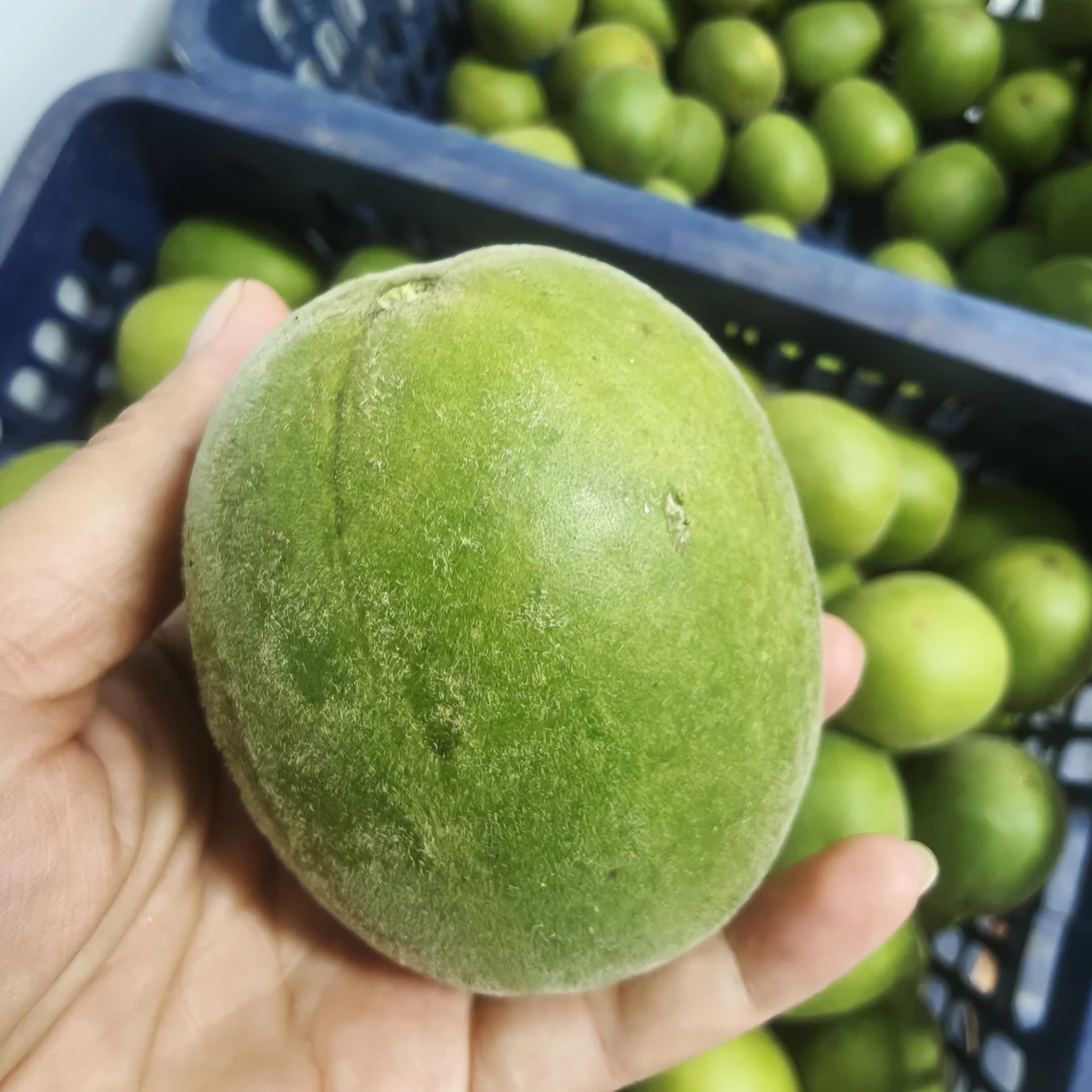 广西永福2025新鲜罗汉果鲜果可搭配胖大海金银花泡茶