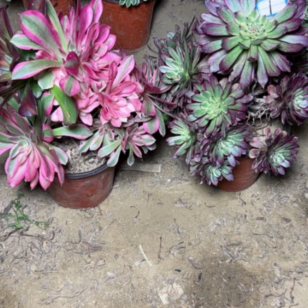 【闪购商品】多肉植物砍过不售后1