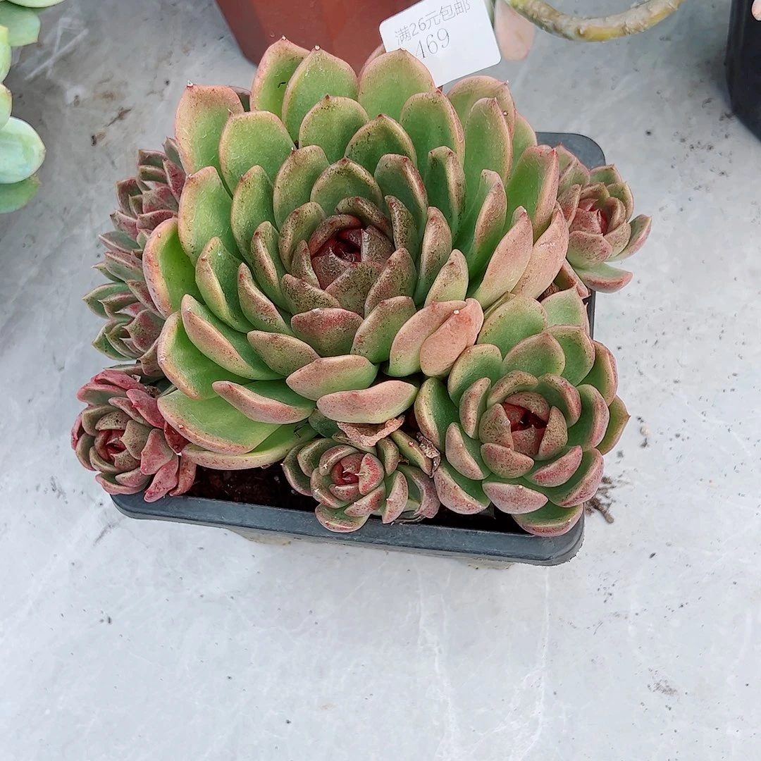 金***子469紫水晶多肉植物
