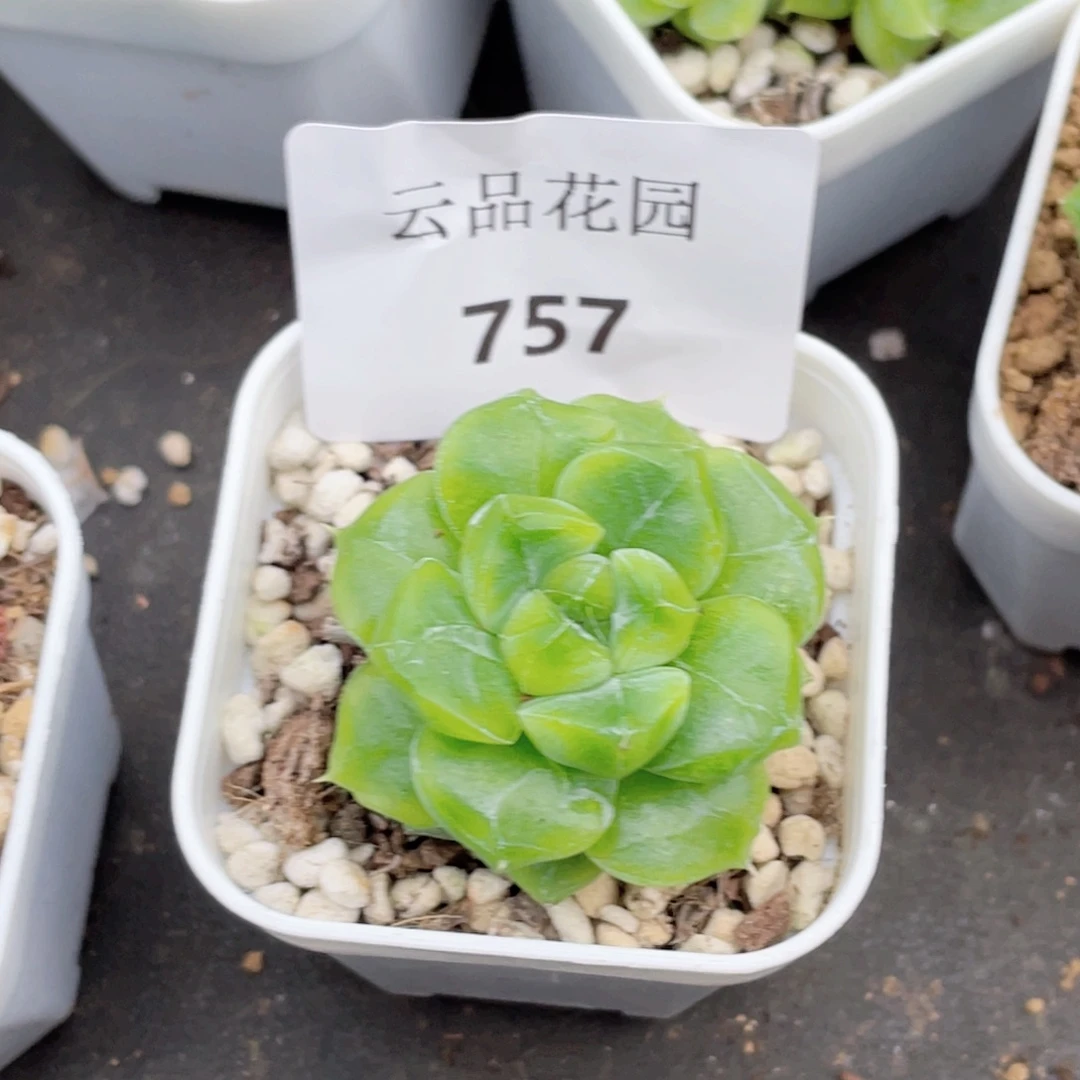 ****羯757号糖心冰心珍妮 七喜